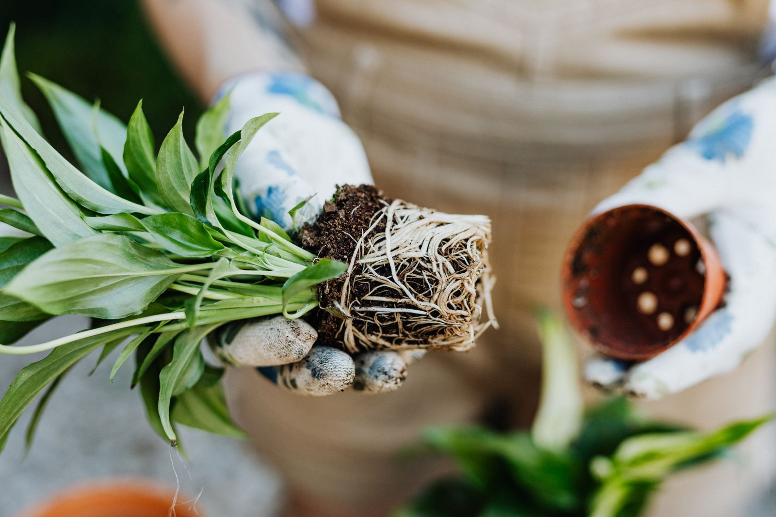 Gloved hands holding a plant pulled from its pot to inspect the root ball for signs of root rot