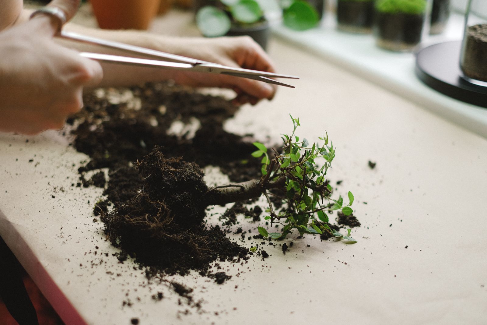 Hands using scissors to trim damaged roots from an overwatered plant before repotting