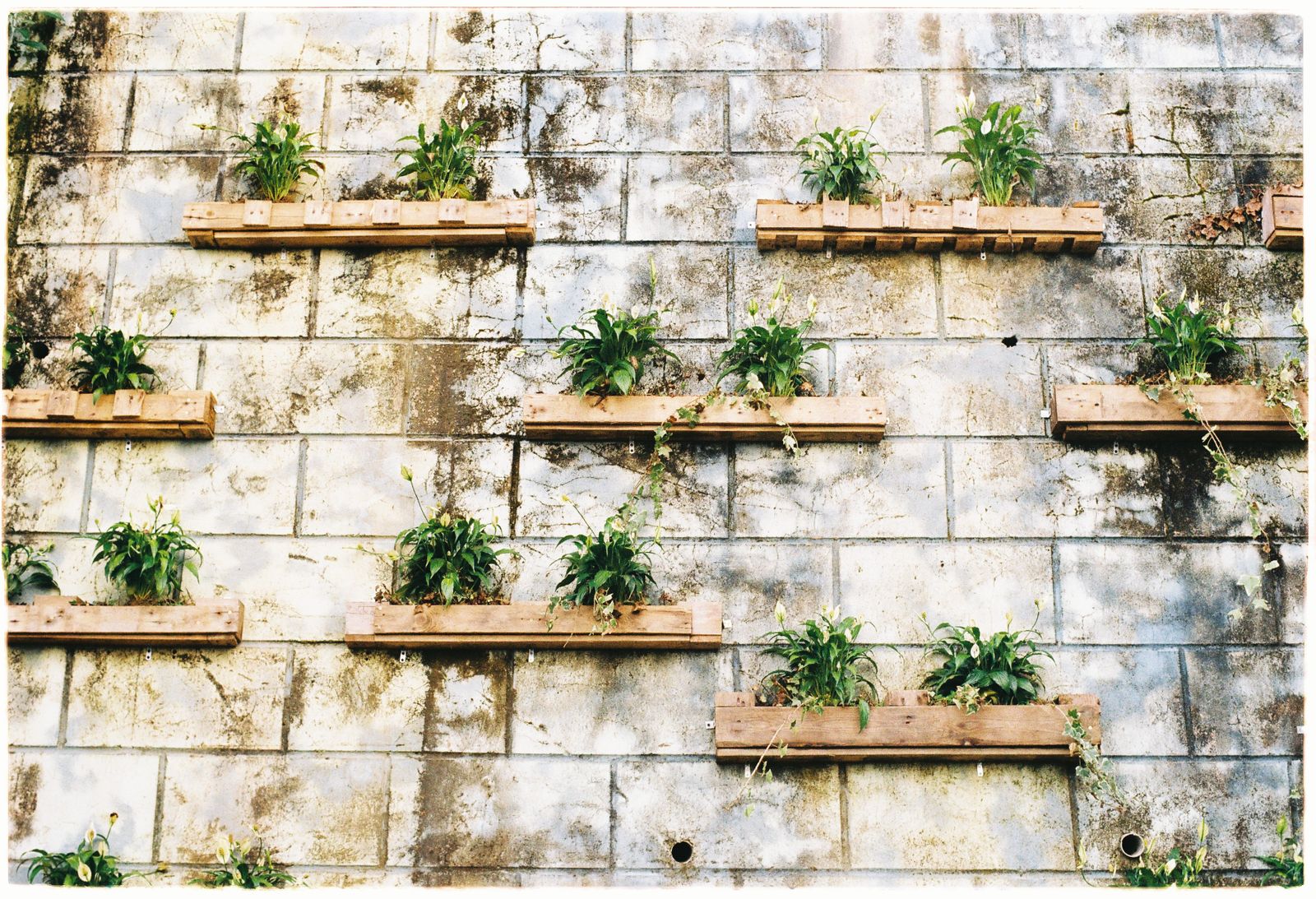 A concrete wall fitted with staggered wooden planter boxes holding small plants, a vertical garden design