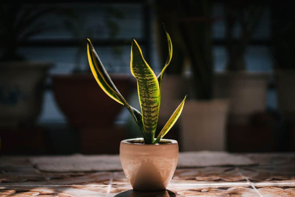 Good snake plant care in action: a healthy plant with yellow-edged leaves in bright indoor light