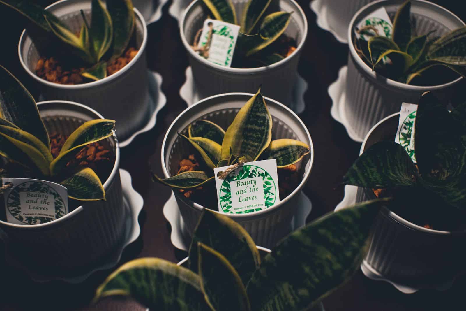 Several small snake plant starts in individual pots, ready to grow on