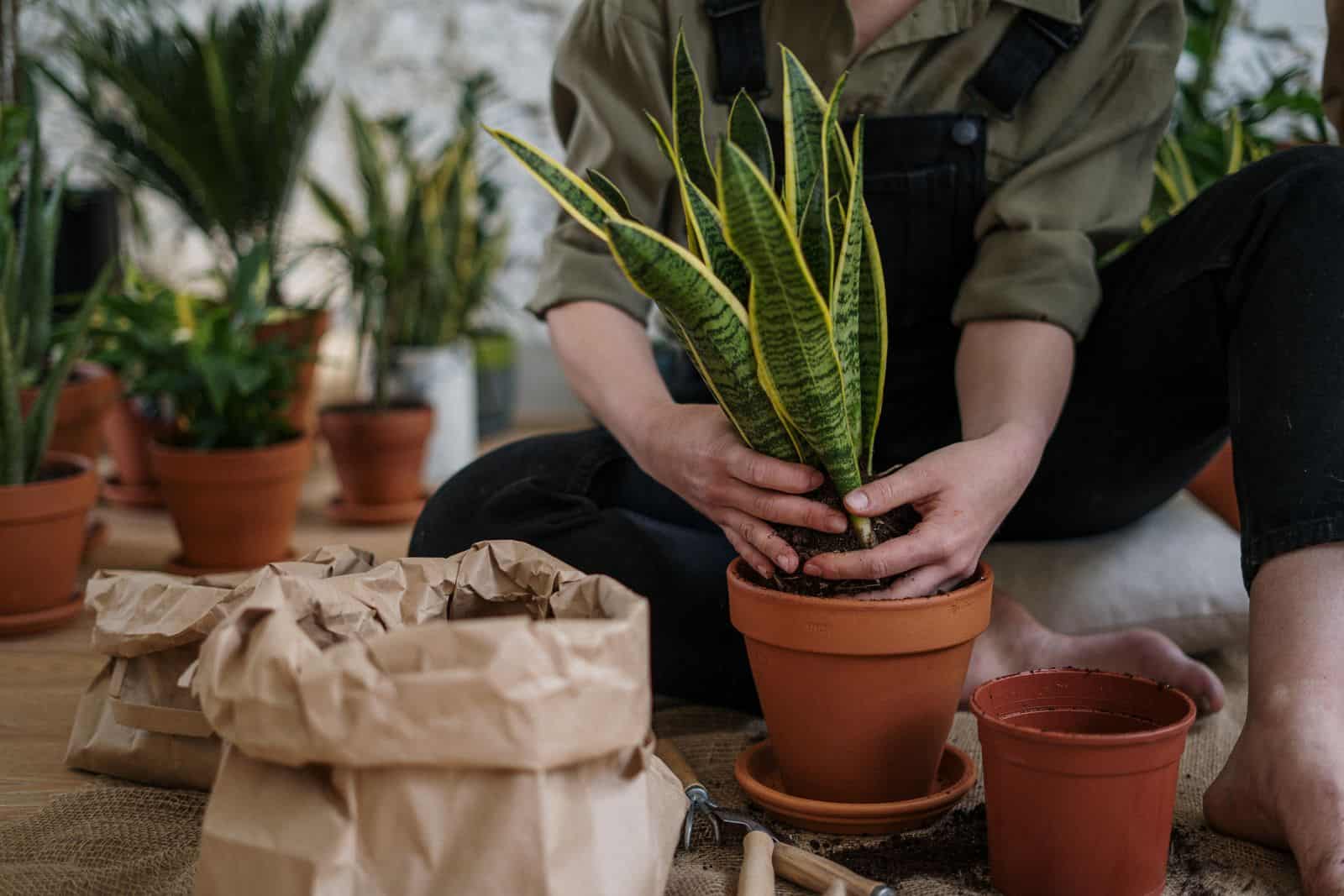 Hands repotting a snake plant into a fresh terracotta pot
