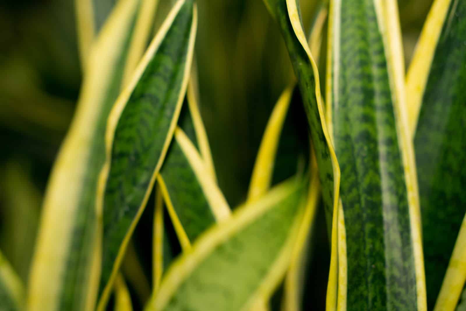 Close-up of a snake plant's natural yellow-and-green striped leaf variegation