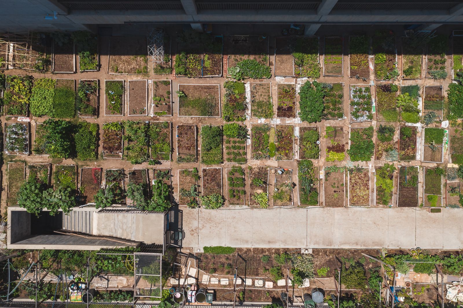 Aerial view of a community garden divided into neat rectangular plots