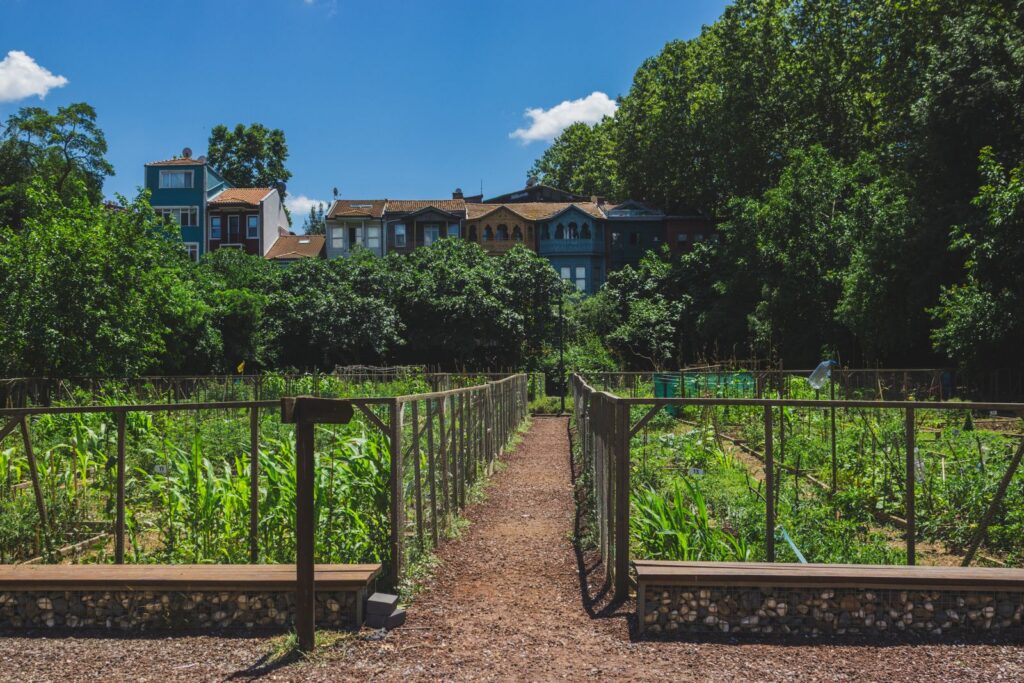 Vegetable garden layout for beginners: organized raised beds and pathways in a community garden