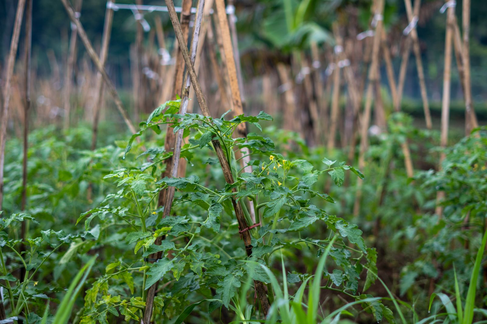 Tall staked tomato plants supported by bamboo poles in a garden bed