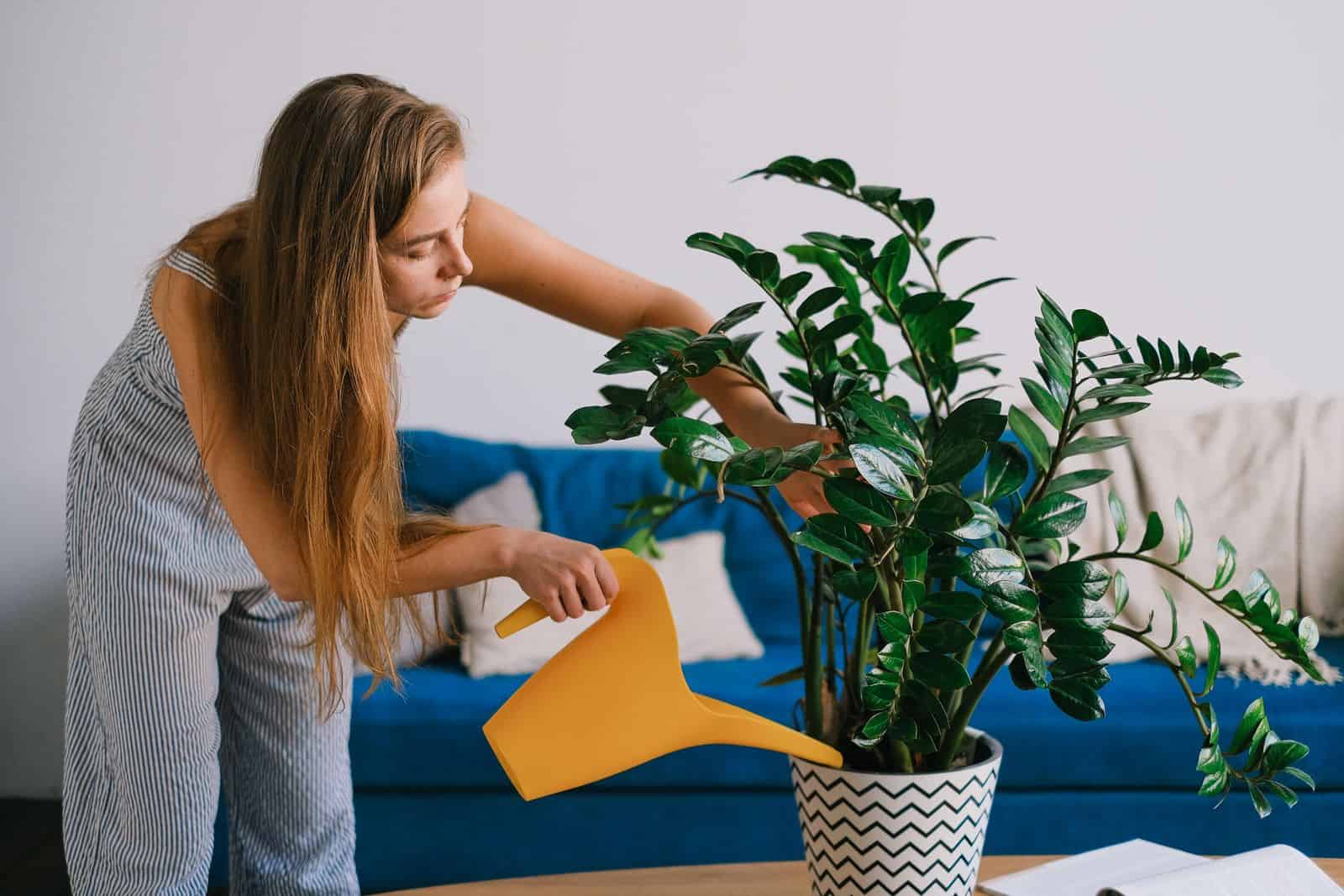 A gardener watering a houseplant thoroughly with a watering can