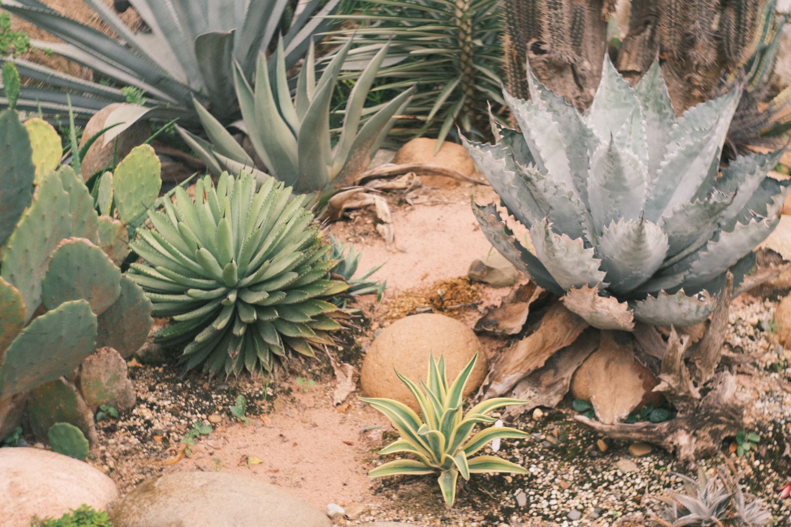 A xeriscape bed of prickly pear cactus, agave, and succulents planted together in a gravel and sand bed