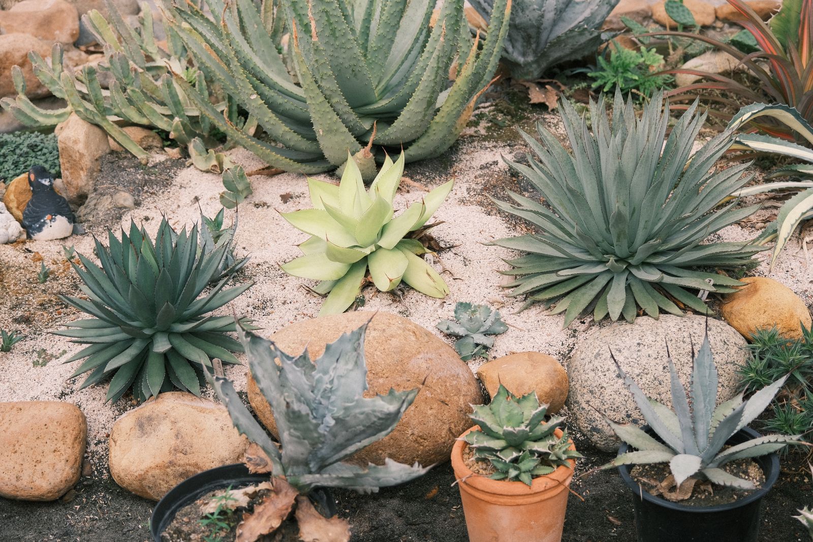 Agave, aloe, and assorted succulents grouped together in a rock and sand garden bed by water need