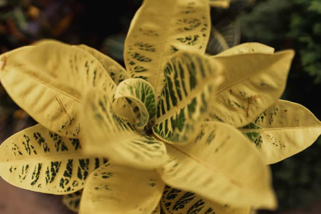 Close-up of houseplant leaves that have turned yellow with mottled green patches, a common sign of stress