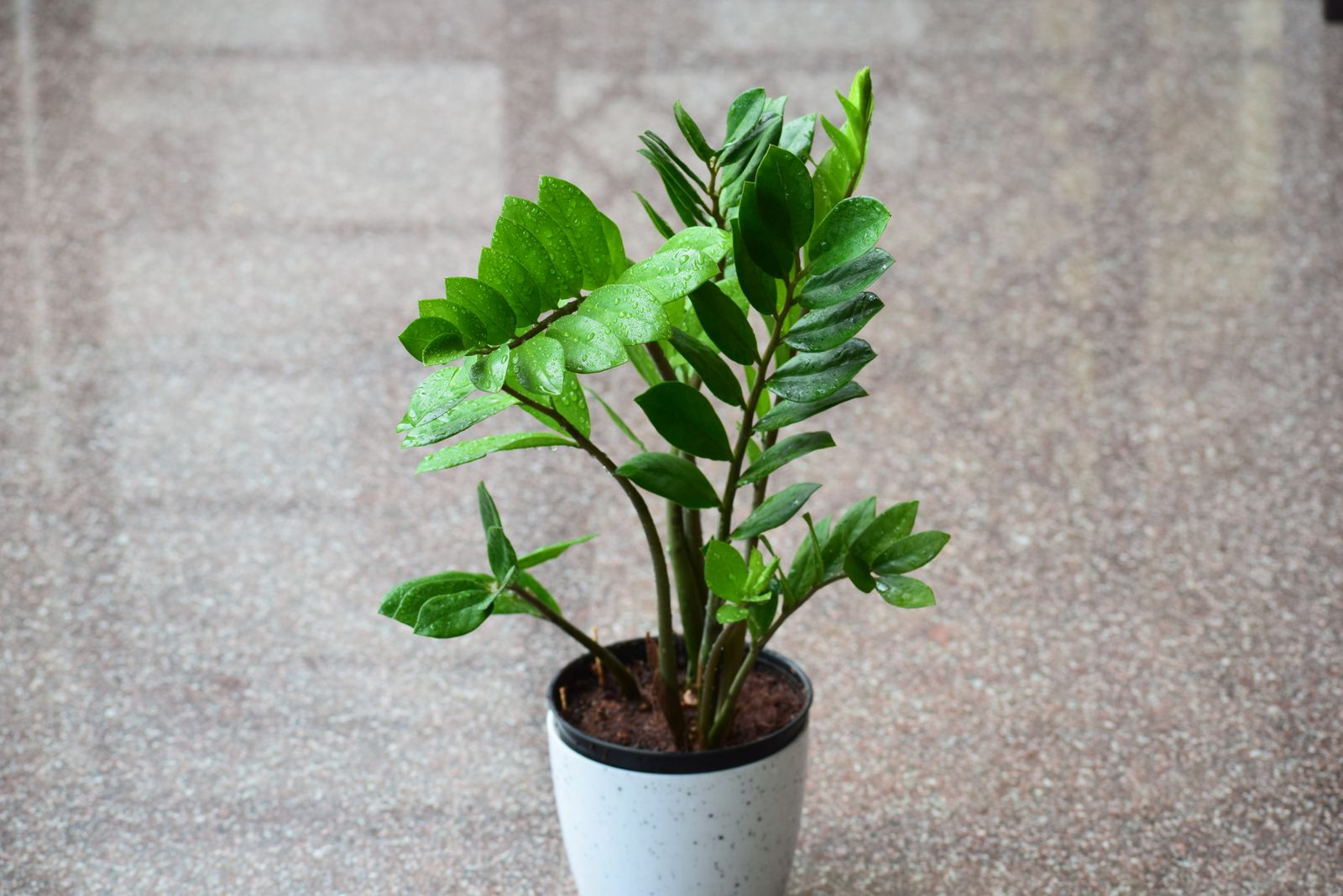 A healthy ZZ plant (Zamioculcas zamiifolia) in a white pot, one of the toughest low light indoor plants