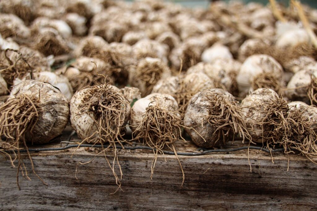 Freshly harvested garlic bulbs with roots drying on a wooden board, the reward for knowing when to plant garlic