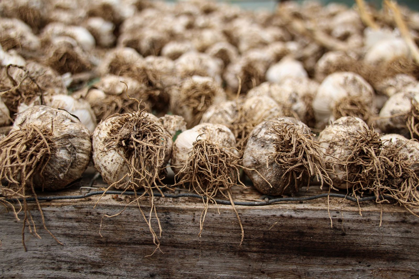 Freshly harvested garlic bulbs with roots drying on a wooden board, the reward for knowing when to plant garlic