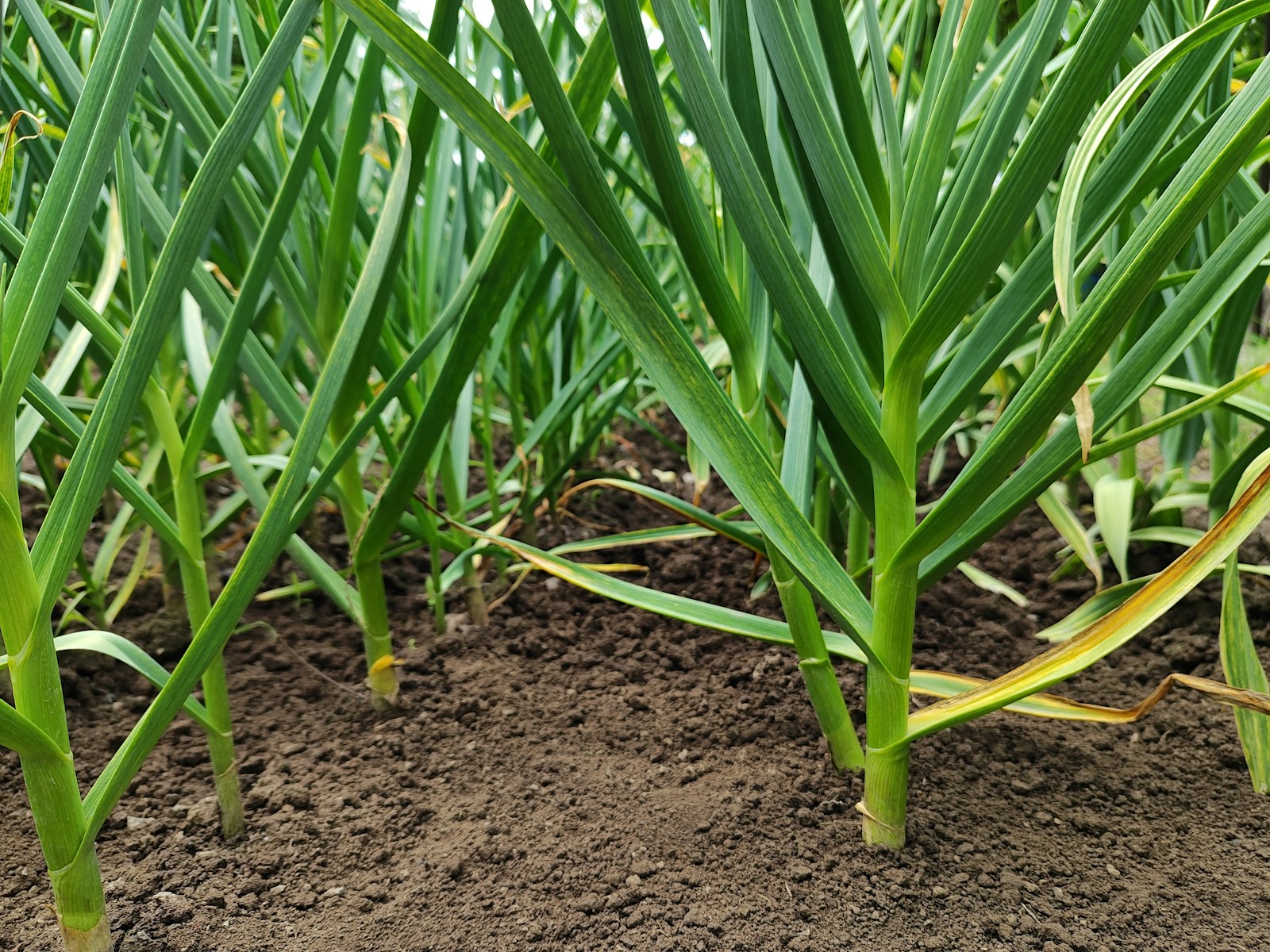 Rows of young garlic plants with flat, strap-like green leaves growing in dark garden soil